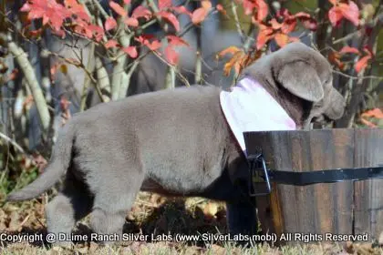 LADY PEACHES - AKC Silver Lab Female @ Dlime Ranch Silver Lab Puppies  56 