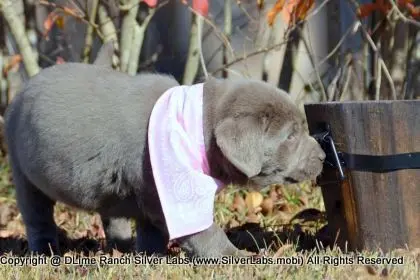 LADY PEACHES - AKC Silver Lab Female @ Dlime Ranch Silver Lab Puppies  57 