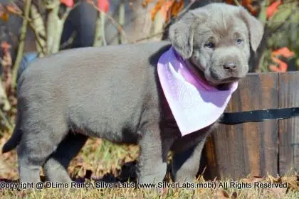 LADY PEACHES - AKC Silver Lab Female @ Dlime Ranch Silver Lab Puppies  58 