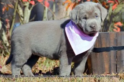 LADY PEACHES - AKC Silver Lab Female @ Dlime Ranch Silver Lab Puppies  59 