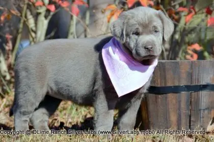 LADY PEACHES - AKC Silver Lab Female @ Dlime Ranch Silver Lab Puppies  60 