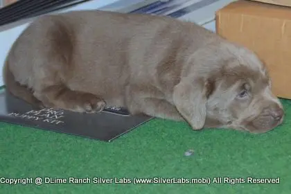 LADY PEACHES - AKC Silver Lab Female @ Dlime Ranch Silver Lab Puppies  61 