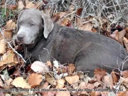 LADY PEACHES - AKC Silver Lab Female @ Dlime Ranch Silver Lab Puppies  62 