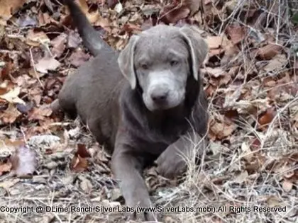 LADY PEACHES - AKC Silver Lab Female @ Dlime Ranch Silver Lab Puppies  63 