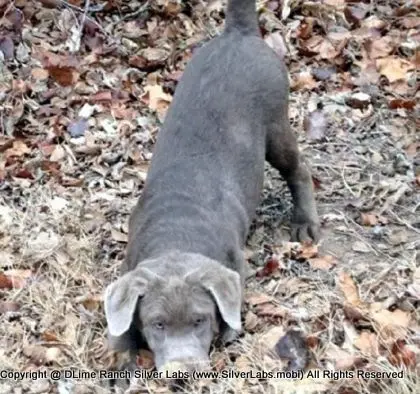 LADY PEACHES - AKC Silver Lab Female @ Dlime Ranch Silver Lab Puppies  64 