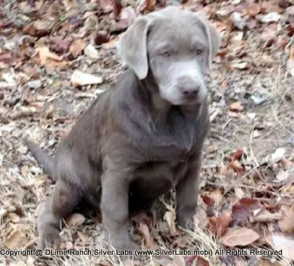 LADY PEACHES - AKC Silver Lab Female @ Dlime Ranch Silver Lab Puppies  65 