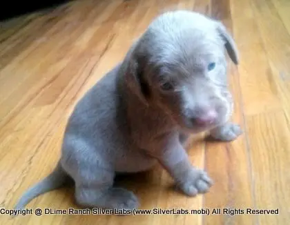 MR. TANK - AKC Silver Lab Male @ Dlime Ranch Silver Lab Puppies  1 