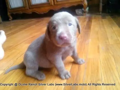 MR. TANK - AKC Silver Lab Male @ Dlime Ranch Silver Lab Puppies  2 