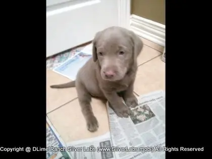 MR. TANK - AKC Silver Lab Male @ Dlime Ranch Silver Lab Puppies  4 