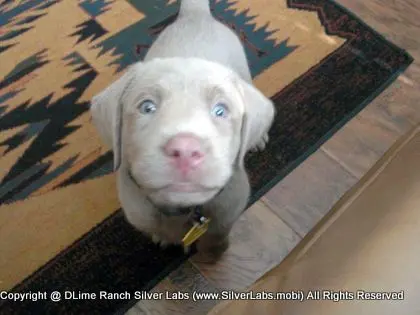 MR. TANK - AKC Silver Lab Male @ Dlime Ranch Silver Lab Puppies  5 