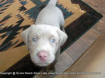 MR. TANK - AKC Silver Lab Male @ Dlime Ranch Silver Lab Puppies  6 