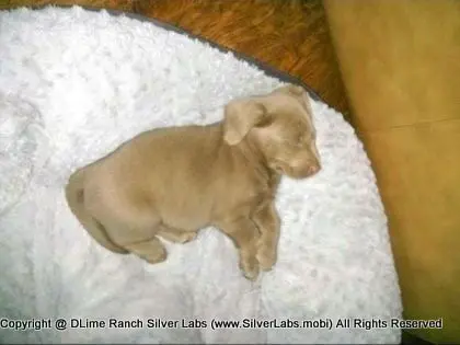 MR. TANK - AKC Silver Lab Male @ Dlime Ranch Silver Lab Puppies  8 