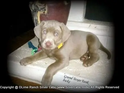 MR. TANK - AKC Silver Lab Male @ Dlime Ranch Silver Lab Puppies  11 