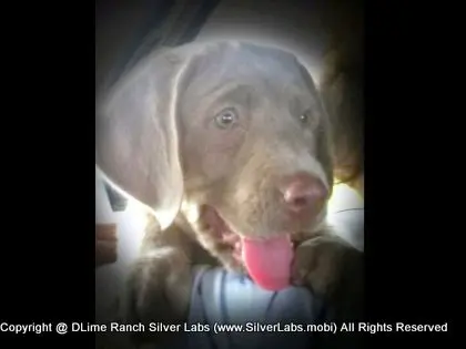 MR. TANK - AKC Silver Lab Male @ Dlime Ranch Silver Lab Puppies  12 