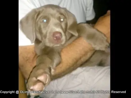 MR. TANK - AKC Silver Lab Male @ Dlime Ranch Silver Lab Puppies  14 
