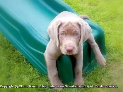 MR. TANK - AKC Silver Lab Male @ Dlime Ranch Silver Lab Puppies  16 