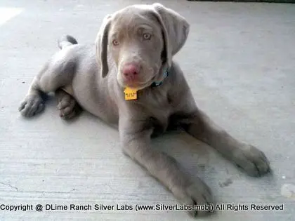 MR. TANK - AKC Silver Lab Male @ Dlime Ranch Silver Lab Puppies  17 
