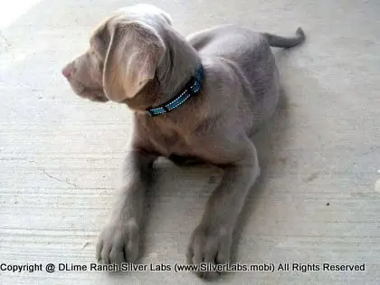 MR. TANK - AKC Silver Lab Male @ Dlime Ranch Silver Lab Puppies  18 