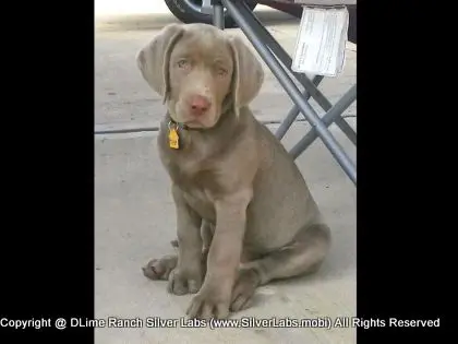 MR. TANK - AKC Silver Lab Male @ Dlime Ranch Silver Lab Puppies  19 