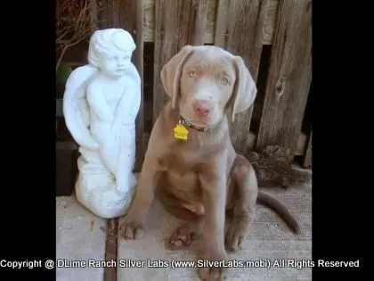 MR. TANK - AKC Silver Lab Male @ Dlime Ranch Silver Lab Puppies  20 
