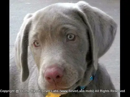 MR. TANK - AKC Silver Lab Male @ Dlime Ranch Silver Lab Puppies  22 
