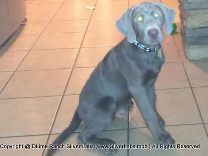 MR. TANK - AKC Silver Lab Male @ Dlime Ranch Silver Lab Puppies  24 