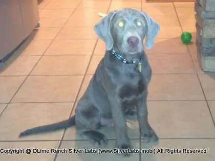 MR. TANK - AKC Silver Lab Male @ Dlime Ranch Silver Lab Puppies  25 