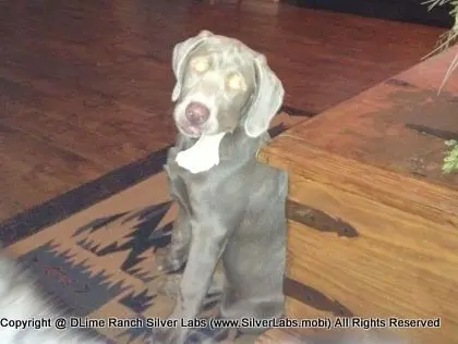 MR. TANK - AKC Silver Lab Male @ Dlime Ranch Silver Lab Puppies  26 