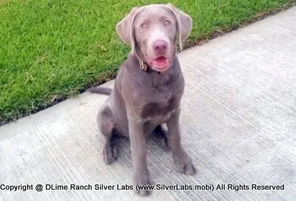 MR. TANK - AKC Silver Lab Male @ Dlime Ranch Silver Lab Puppies  29 