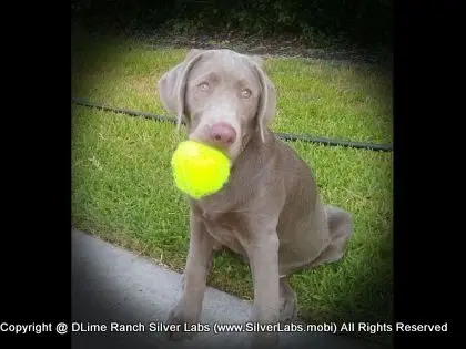 MR. TANK - AKC Silver Lab Male @ Dlime Ranch Silver Lab Puppies  30 