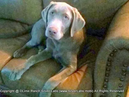 MR. TANK - AKC Silver Lab Male @ Dlime Ranch Silver Lab Puppies  31 
