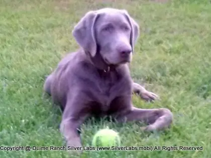MR. TANK - AKC Silver Lab Male @ Dlime Ranch Silver Lab Puppies  32 
