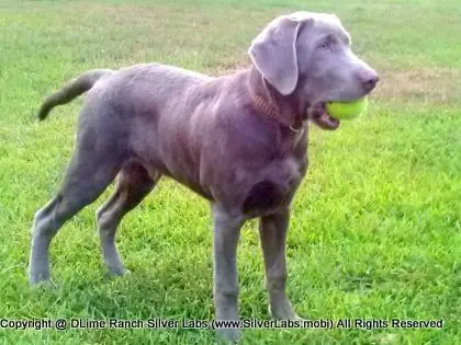 MR. TANK - AKC Silver Lab Male @ Dlime Ranch Silver Lab Puppies  33 