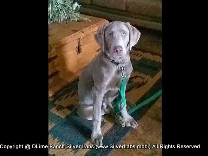 MR. TANK - AKC Silver Lab Male @ Dlime Ranch Silver Lab Puppies  34 