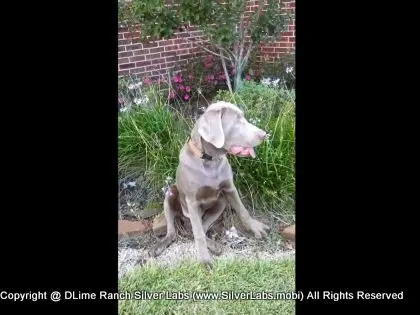 MR. TANK - AKC Silver Lab Male @ Dlime Ranch Silver Lab Puppies  39 