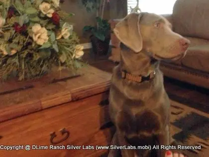 MR. TANK - AKC Silver Lab Male @ Dlime Ranch Silver Lab Puppies  42 