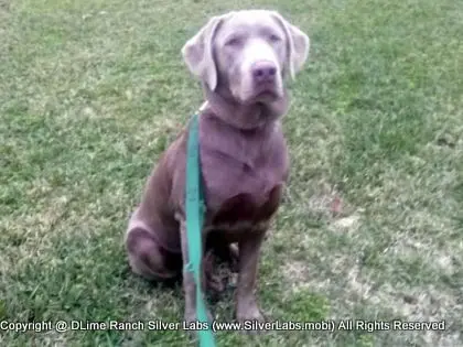 MR. TANK - AKC Silver Lab Male @ Dlime Ranch Silver Lab Puppies  46 