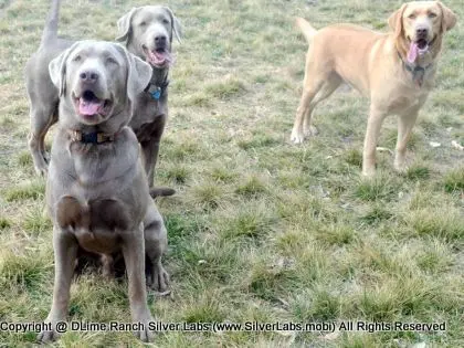 MR. TANK - AKC Silver Lab Male @ Dlime Ranch Silver Lab Puppies  16 