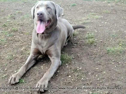 MR. TANK - AKC Silver Lab Male @ Dlime Ranch Silver Lab Puppies  27 