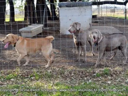 MR. TANK - AKC Silver Lab Male @ Dlime Ranch Silver Lab Puppies  35 