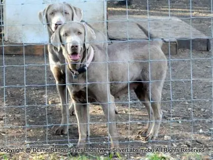 MR. TANK - AKC Silver Lab Male @ Dlime Ranch Silver Lab Puppies  36 