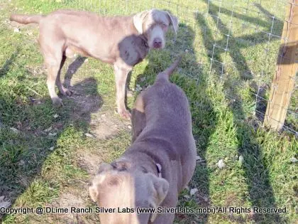 MR. TANK - AKC Silver Lab Male @ Dlime Ranch Silver Lab Puppies  46 