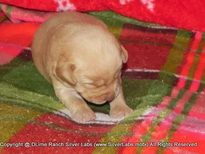 MR. WALKER - AKC Champagne Lab Male @ Dlime Ranch Silver Lab Puppies  3 