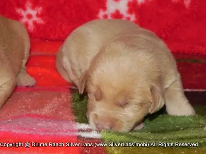 MR. WALKER - AKC Champagne Lab Male @ Dlime Ranch Silver Lab Puppies  4 