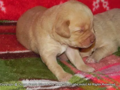 MR. WALKER - AKC Champagne Lab Male @ Dlime Ranch Silver Lab Puppies  5 
