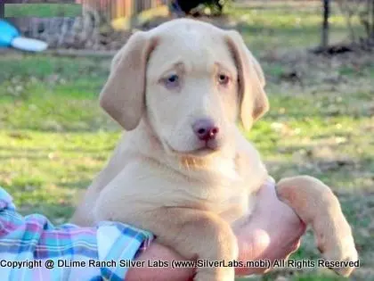 MR. WALKER - AKC Champagne Lab Male @ Dlime Ranch Silver Lab Puppies  6 