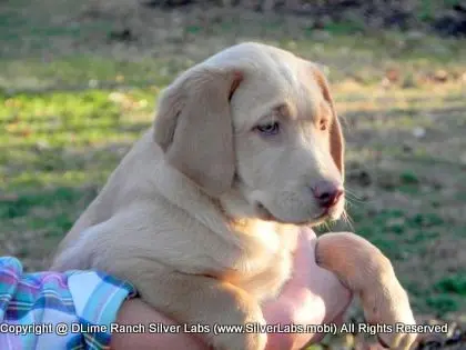 MR. WALKER - AKC Champagne Lab Male @ Dlime Ranch Silver Lab Puppies  7 