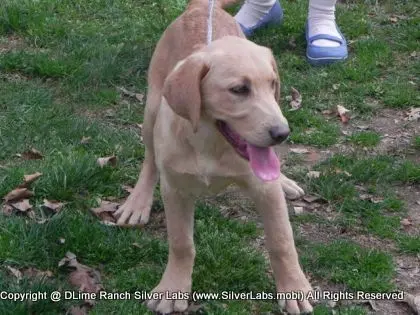 MR. WALKER - AKC Champagne Lab Male @ Dlime Ranch Silver Lab Puppies  8 
