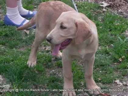 MR. WALKER - AKC Champagne Lab Male @ Dlime Ranch Silver Lab Puppies  9 