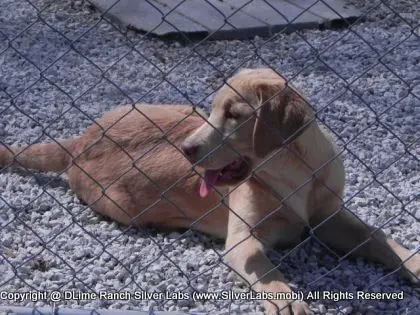 MR. WALKER - AKC Champagne Lab Male @ Dlime Ranch Silver Lab Puppies  11 